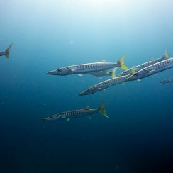 꼬독마이에 자주 나오는 커다란 바라쿠다