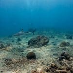 블랙 팁 리프 샤크 4마리