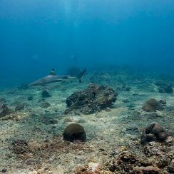 블랙 팁 리프 샤크 4마리