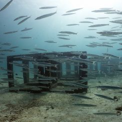 바라쿠다와 인공어초
