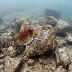 커다란 갑오징어