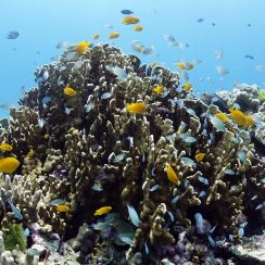 산호초 위에 귀여운 담셀피쉬들