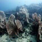 수 많은 부채산호