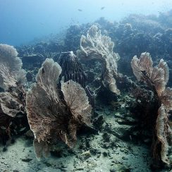 수 많은 부채산호