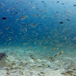 아름다운 라차노이 바다 속