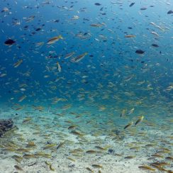 아름다운 라차노이 바다 속