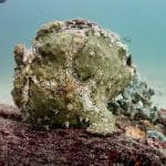 커다란 자이언트 프로그 피쉬