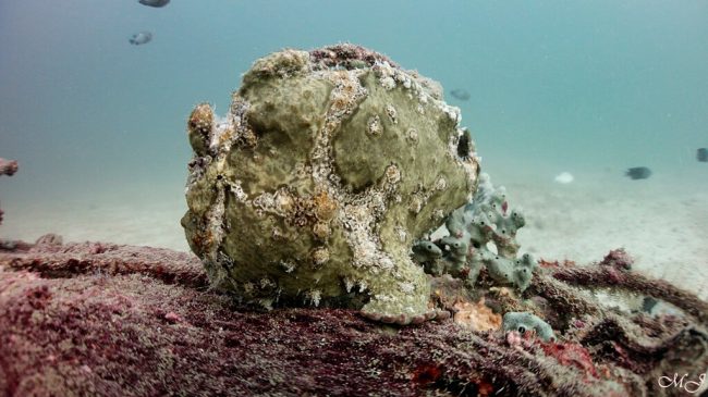 커다란 자이언트 프로그 피쉬