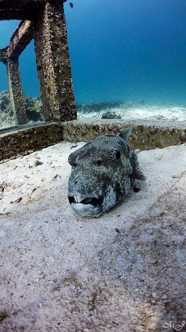 자고 있는 자이언트 복어