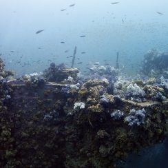 가득차 있는 연산호