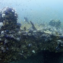 난파선에 가득차 있는 물고기
