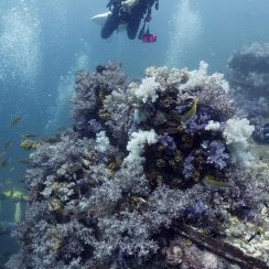 아름다운 연산호와 아름다운 다이버