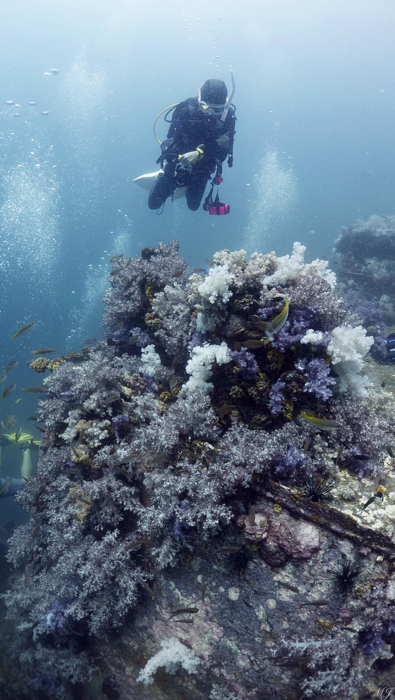 아름다운 연산호와 아름다운 다이버