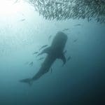 킹크루즈 난파선에 나온 고래상어