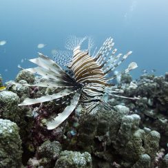 날개를 펴고 있는 라이언피쉬