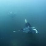 만타 파라다이스