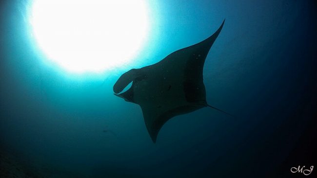 라차노이에서 볼 수 있는 만타