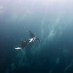 버블 샤워를 하는 만타