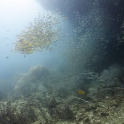 산호와 물고기들