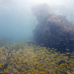 옐로우 스내퍼 떼들
