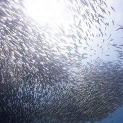 물보다 물고기가 많은 피피