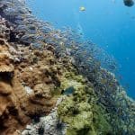 월다이빙 포인트인 꼬독마이