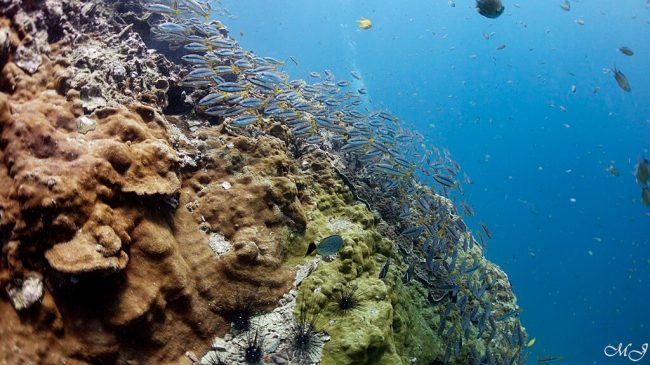 월다이빙 포인트인 꼬독마이