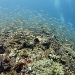 수 많은 물고기떼