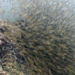 수 많은 물고기 떼