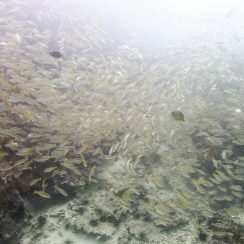 물고기로 가득찬 바다 속