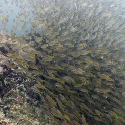 수 많은 물고기 떼