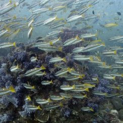 수 많은 물고기 떼