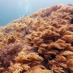 하늘하늘거리는 연산호