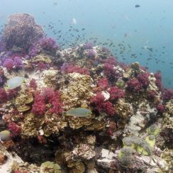 샤크포인트에 있는 다이버