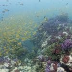 노란색 물고기와 아름다운 산호들