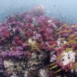샤크포인트의 연산호 꽃밭