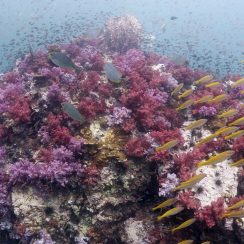 샤크포인트의 연산호 꽃밭