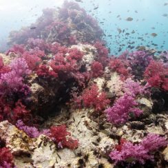 샤프포인트에 가득찬 연산호들