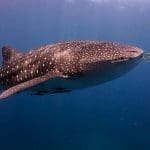 시밀란의 고래상어