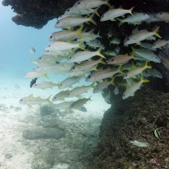 노란색 고트피쉬 무리들