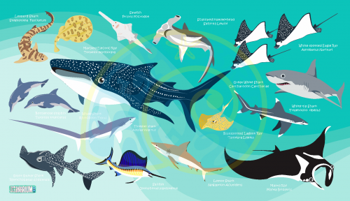 그린 물고기 수건