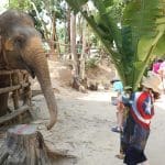 코끼리집 청소하기