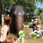 목욕 중인 코끼리