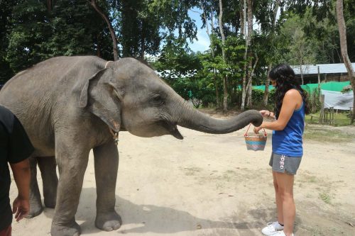코끼리 먹이주기