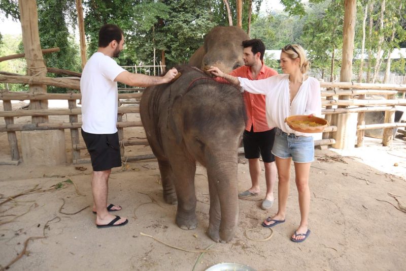 코끼리 허브볼 맛사지하기