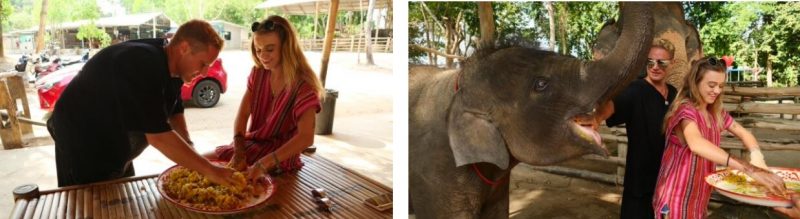 코끼리를 위한 비타민볼 만들기