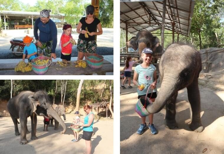 코끼리 먹이 준비하고 피딩하기