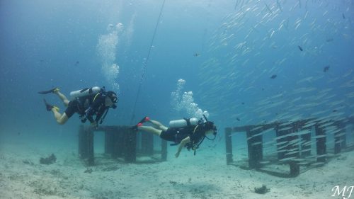 바라쿠다와 함께 다이빙