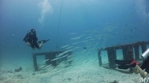 바라쿠다와 다이버
