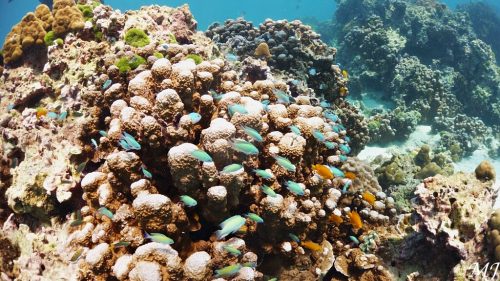 귀여운 하늘색 담셀피쉬